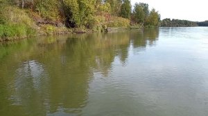 Туманные перспективы. Щука не влезает в подсак!
