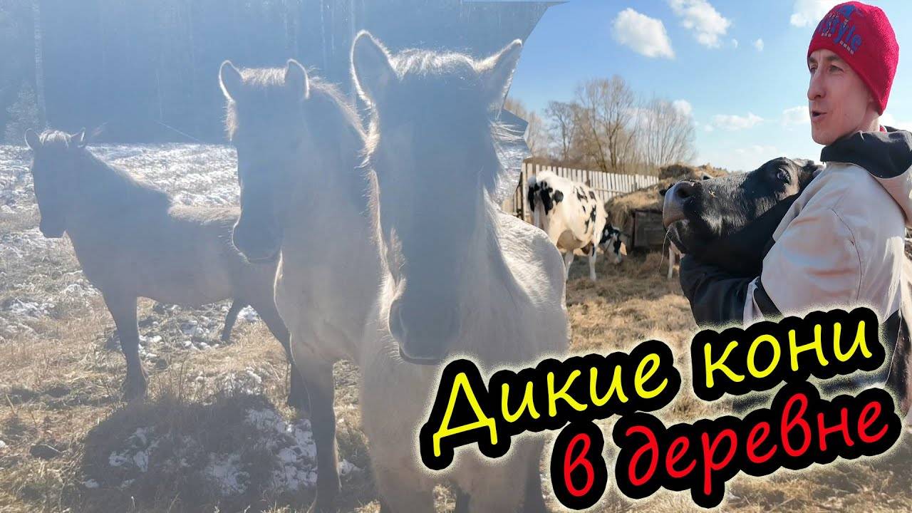 СEMЬЯ В ДЕРЕВНЕ! ДИКИЕ ЛОШАДИ ПРИШЛИ К КOPOВАМ!