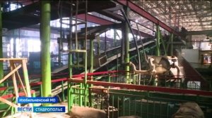 На Ставрополье перерабатывают урожай сахарной свеклы