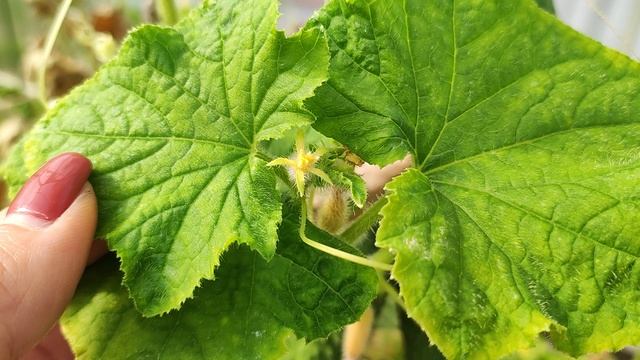 Гибрид огурца, который плодоносит даже осенью смотреть онлайн