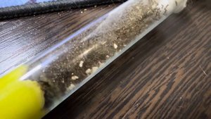 Новая жизнь колонии соленопсис гемината