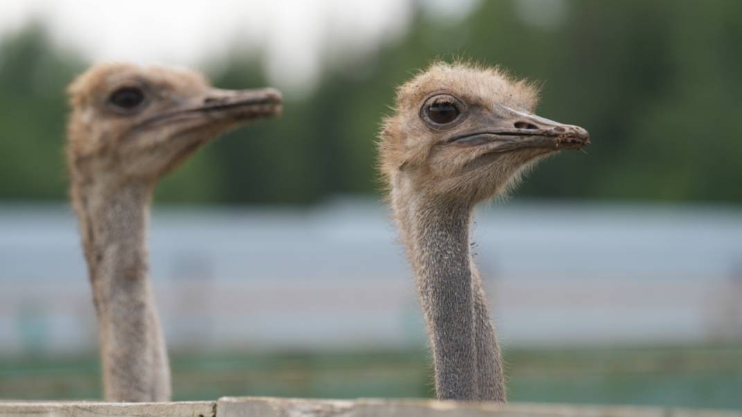 В Москве запретили торговать страусами и жирафами