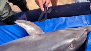 Дельфина с многочисленными травмами спасли из реки Бейсук в Краснодарском крае