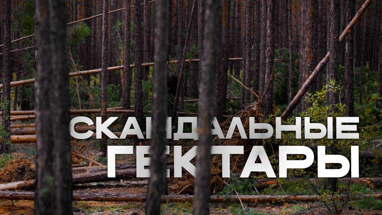 Жители СНТ встали на защиту леса