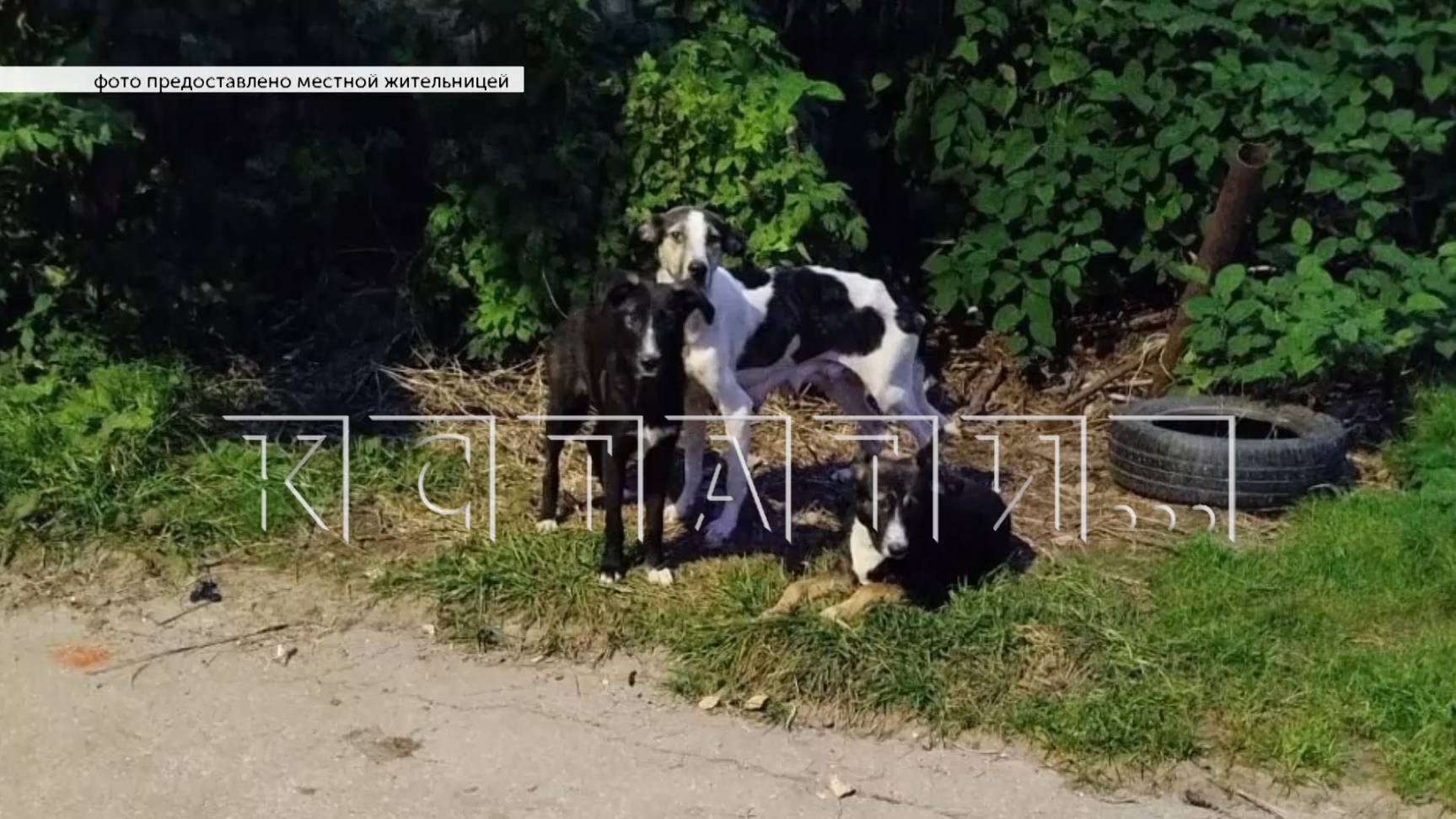 Хозяйские собаки держат в страхе целую улицу в Нижегородском районе