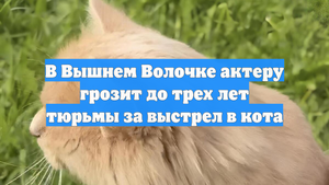 В Вышнем Волочке актеру грозит до трех лет тюрьмы за выстрел в кота