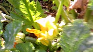 Полив совмещённой тыквенно-кабачковой лунки