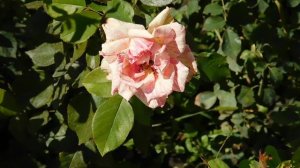 15=09=2025  ник   (80)