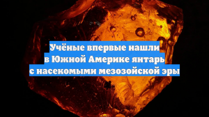 Учёные впервые нашли в Южной Америке янтарь с насекомыми мезозойской эры