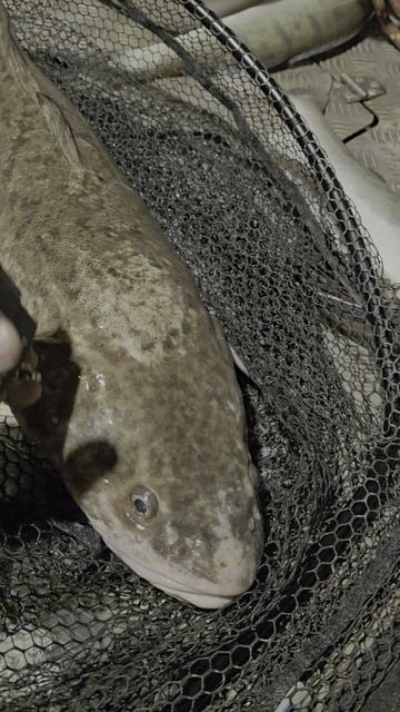 Поймал треску с головой змеи в Новосибирске смотреть онлайн