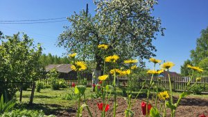 "ПОД ОКНОМ ЧЕРЁМУХА".. (Фото Владимира КРЮКОВА (Котельнич), музыка -Ансамбля Русской песни "ХМЕЛЬ")
