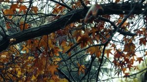 🍂🍁 Атмосфера осеннего дождя для сна | релаксации | медитации