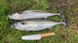 ОНА ВЫЖИЛА! Дерзкий побег и МЕГА Скумбрия с берега