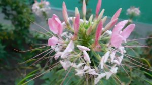 15=09=2025  ник   (93)