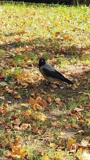 Вороне Бог послал с небес баранку! 😀👍 смотреть онлайн