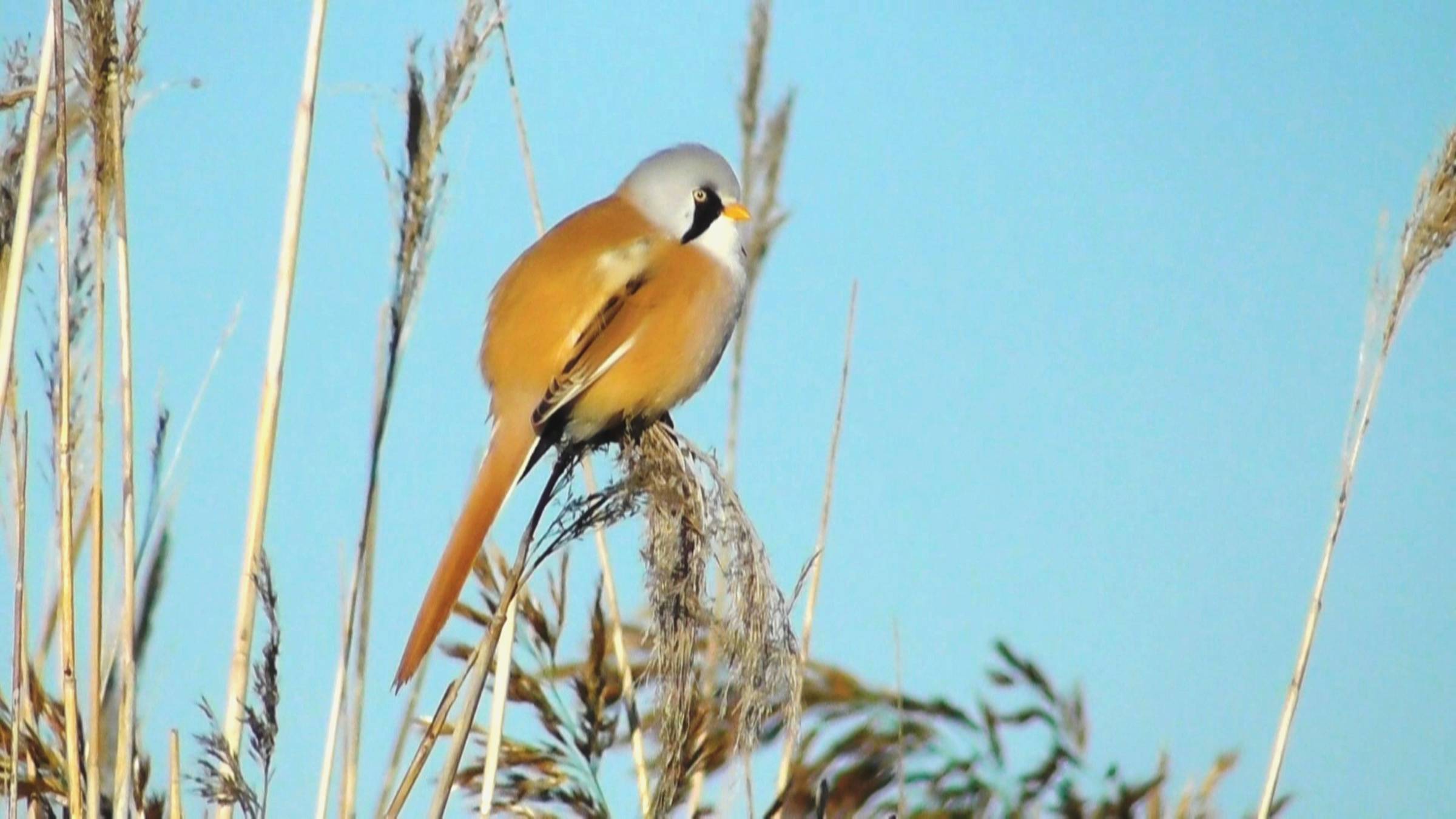 Усатая синица. Самец ( Panurus biarmicus ) смотреть онлайн