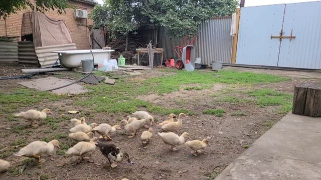 Каникулы у бабушки Моздок 2025 #2025 #каникулы #путешествие #моздок смотреть онлайн