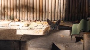 Фенеки проснулись 15.09.2025