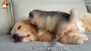 Золотистый ретривер и его друзья милые питомцы 🐕 выпуск (272)