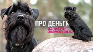 Сколько стоит содержать собаку?