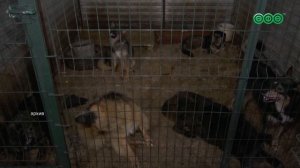 Уфимские службы по отлову собак начнут работать без выходных