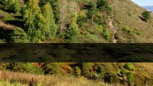 В сосновый бор на прогулку - -Кемерово