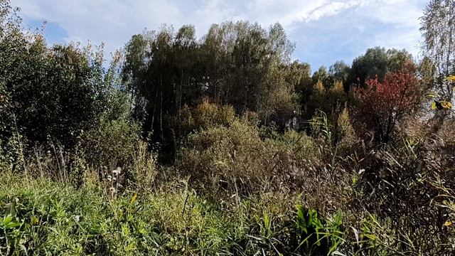 Осенняя роща