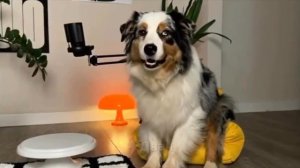 5 способов достать хозяина 😼🐶