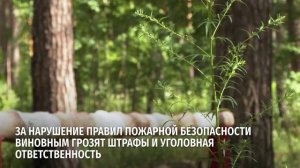 Продлены ограничения по пребыванию в лесах Белгородской области.