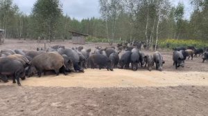 Охота на Кабана