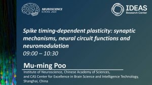 Spike timing-dependent plasticity: synaptic mechanisms, neural circuit functions and neuromodulation