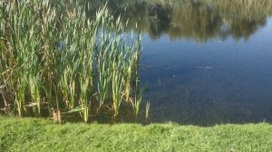 Цапля над Овсянниковским прудом