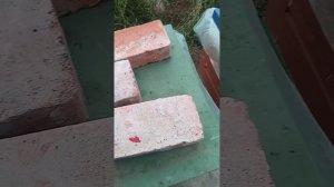 закорм пчел