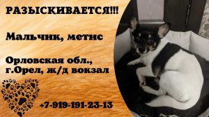 Пропала собака! Мальчик, метис. Орловская обл., г.Орел.