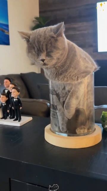 ЛЮБОПЫТНЫЕ КОТИКИ