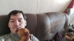 Той-терьер с приятелем