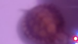 моя черепаха кормлю её Я в руку отпустил на ковёр