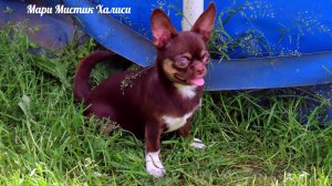 #чихуахуа ждут мам и пап 17.09.25 #купить_щенка_продаю +79215950848