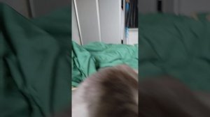 Обзор на ката