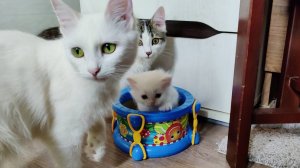 Мама-кошка, старший брат и белый котёнок. 4k