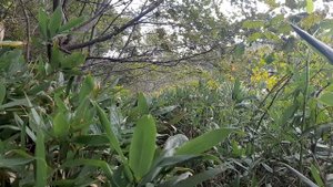 Холмск. Чертов мост (18.09.2025)