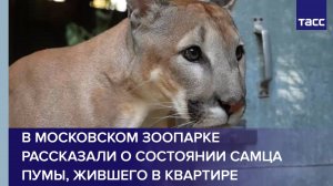В Московском зоопарке рассказали о состоянии самца пумы, жившего в квартире