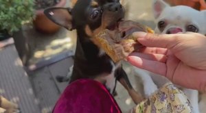 Сегодня все лакомятся пятаками.