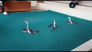 Поцелуй с коброй