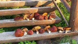 Великий Устюг. Усадьба Арлазорова.Белые грибы