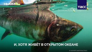 Как животные ориентируются в пространстве?