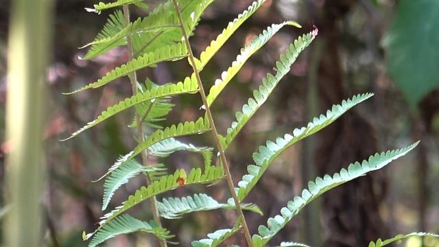 лес в начале осени...