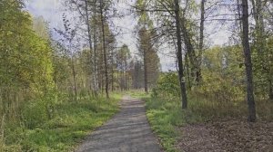 Осенний лес