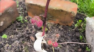 НАЖМИ ПОСМОТРЕТЬ 👇   Как проводят  дети лето у бабушки #деревня #лето #внуки #шутка #стих