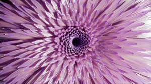 Сергей Милейко - Ку-ка-ре-ку